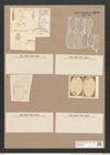 Amphora arenaria Donk. (de-Toni-Nr.: Genus 36, Species 1657) Zeichnungen Sammlung Grunow Nr. 3168 (NHMW-BOT-W0370608)